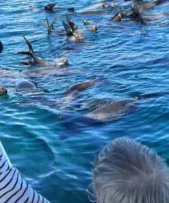 Alternative view of [La Paz] Cruise to Espiritu Santo Island and Balandra Beach