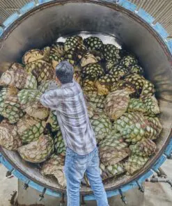 day trip to tequila from guadalajara
